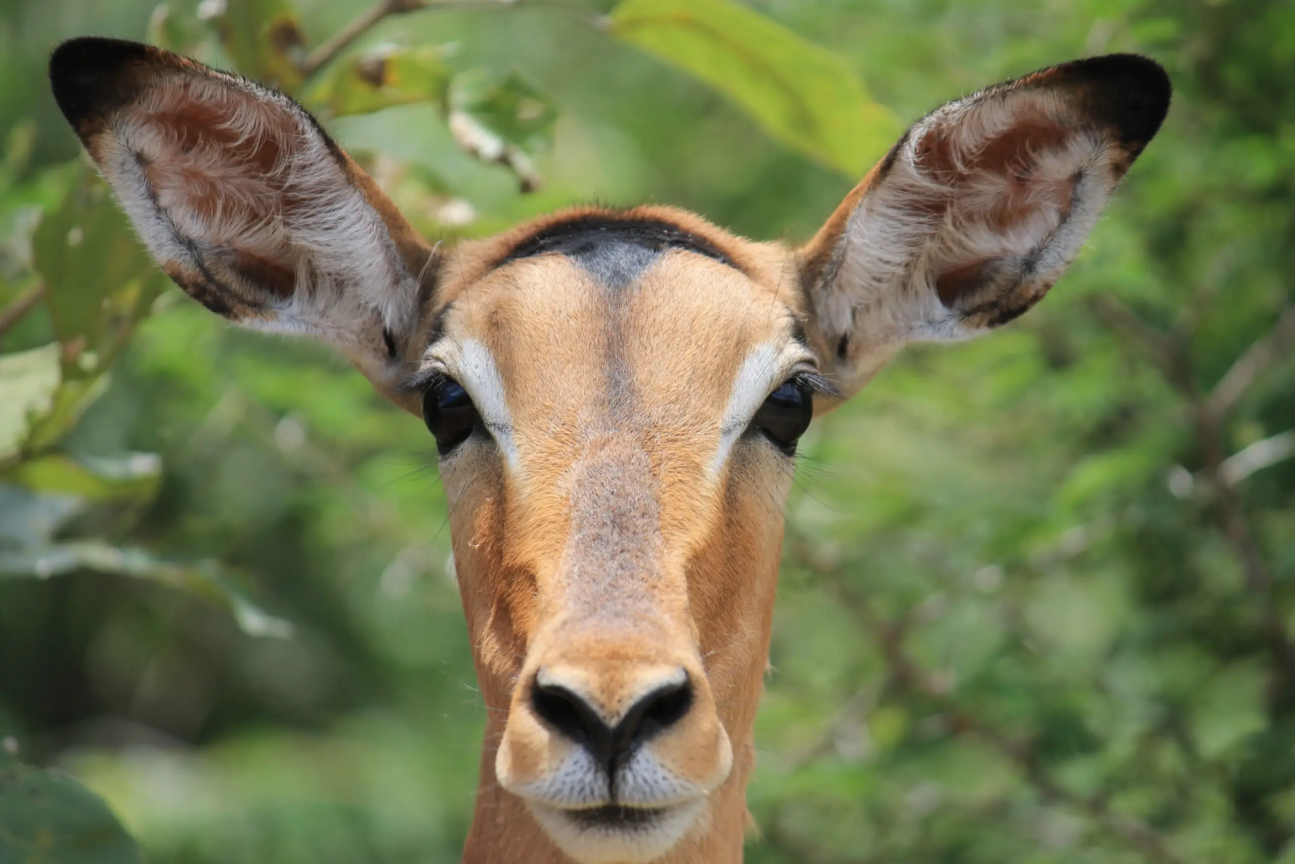 Primer plano de un impala en el Kruger National Park durante un safari