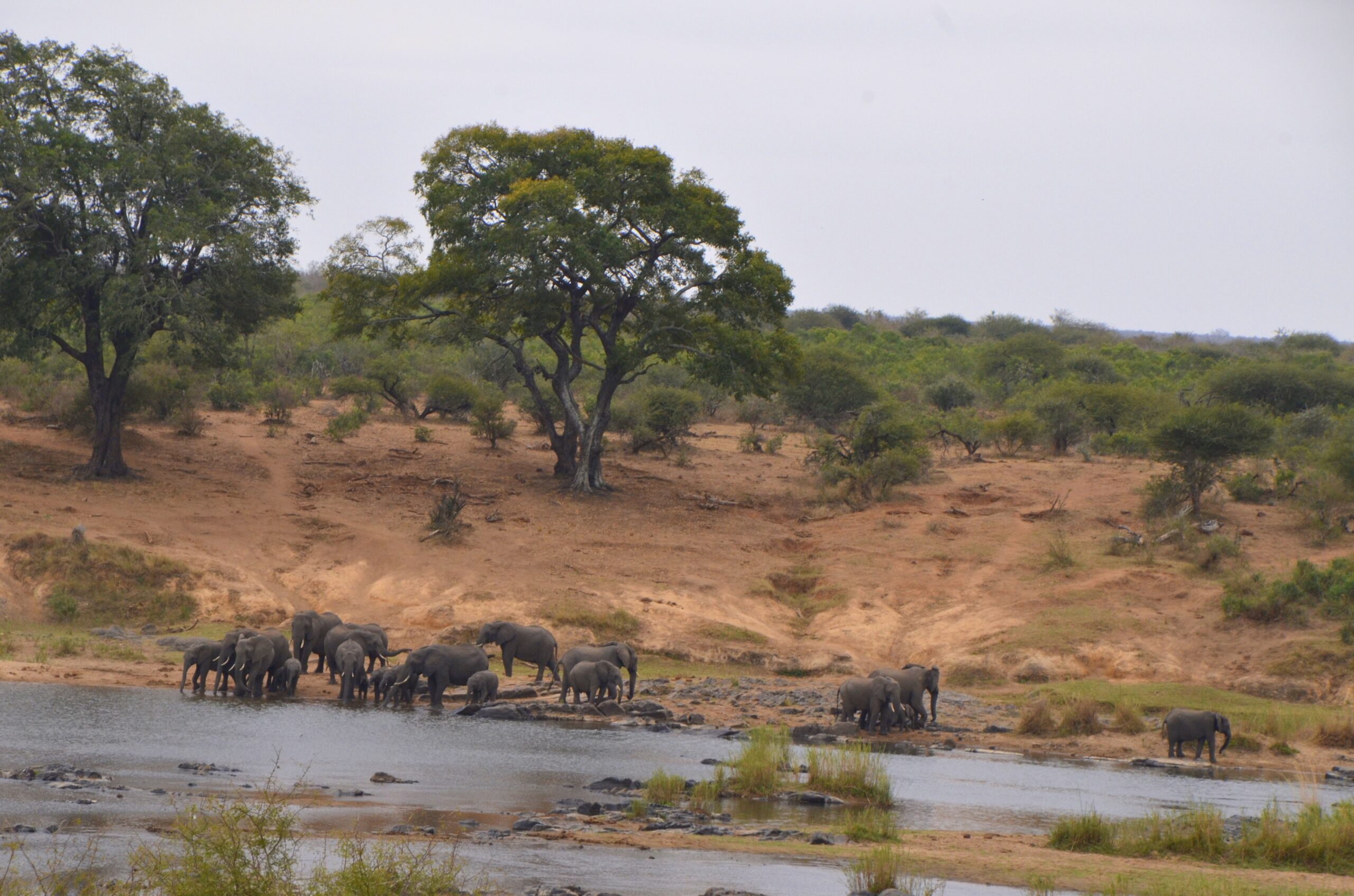 Grupo de Elefantes en Kruger Park