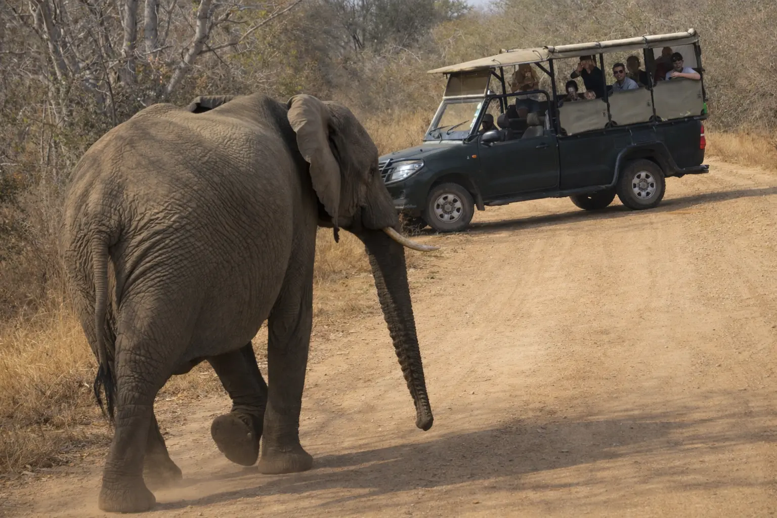 Elefante cruzando una pista de tierra frente a vehículo 4x4 durante safari en el Kruger National Park desde Maputo