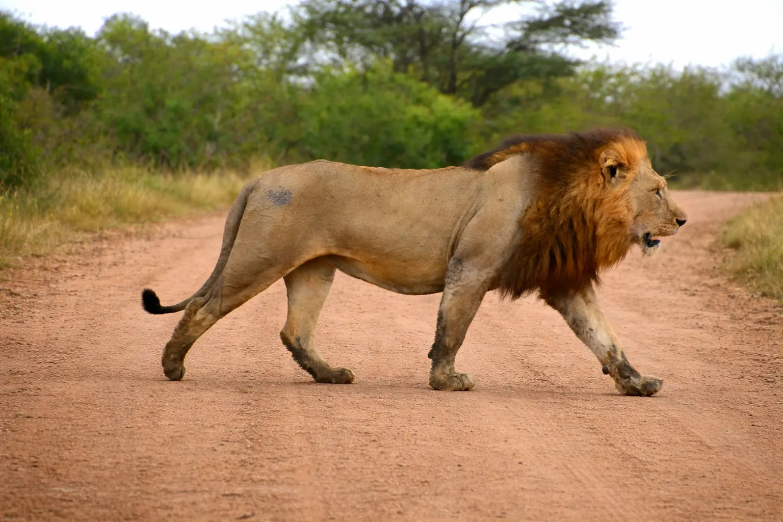 León caminando en safari en el Kruger National Park, uno de los animales más emblemáticos de África