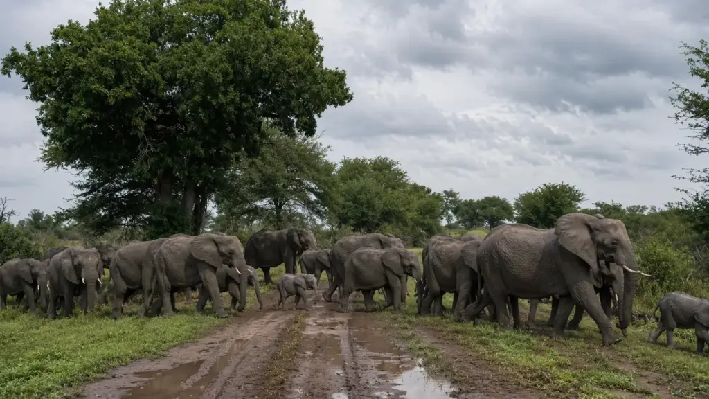 Manada de elefantes cruzando un camino en el Kruger National Park durante un safari desde KMIA
