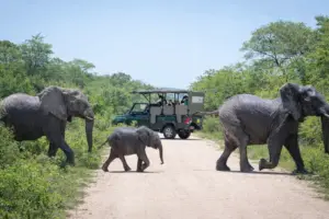Seguridad en safari en el Kruger National Park con elefantes cruzando frente a vehículo 4x4 durante avistamiento