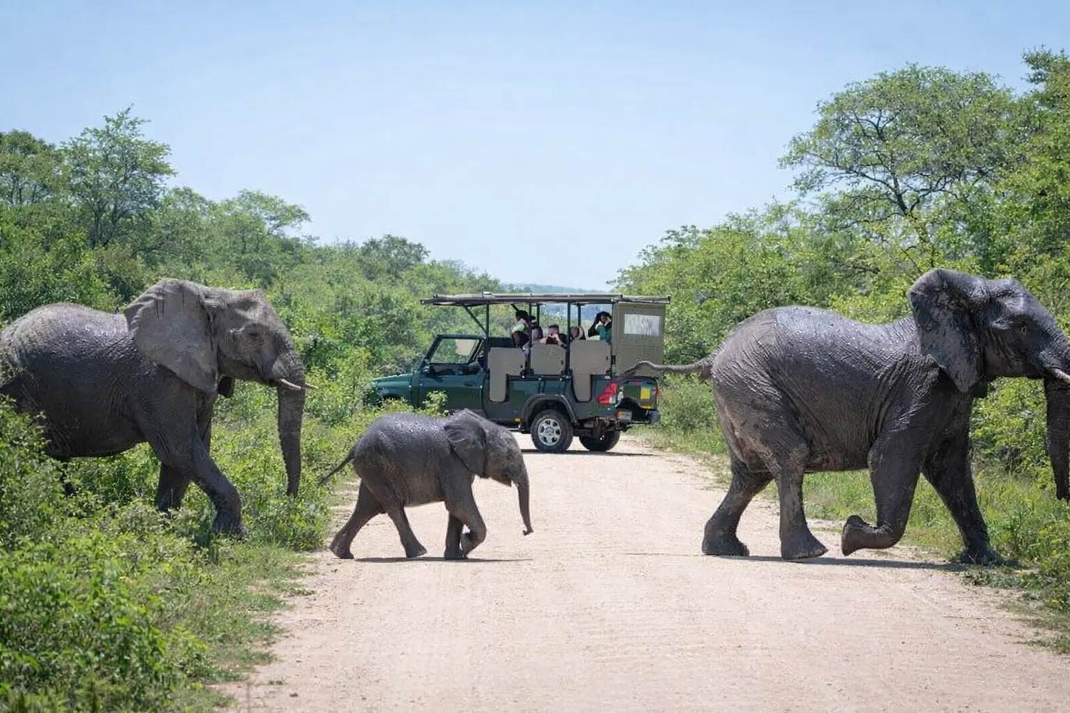 Seguridad en safari en el Kruger National Park con elefantes cruzando frente a vehículo 4x4 durante avistamiento
