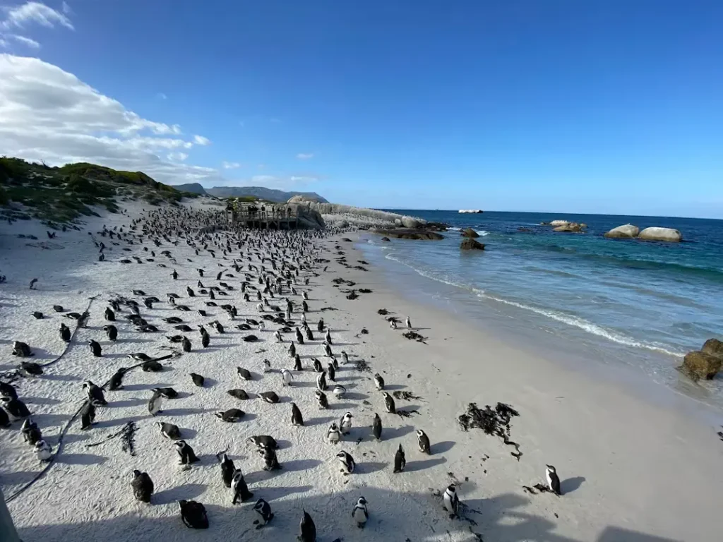 African penguins at Boulders Beach, near Cape Town