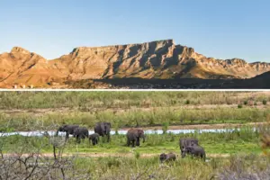 Combinar Ciudad del Cabo y Kruger en itinerarios de 8 y 10 días