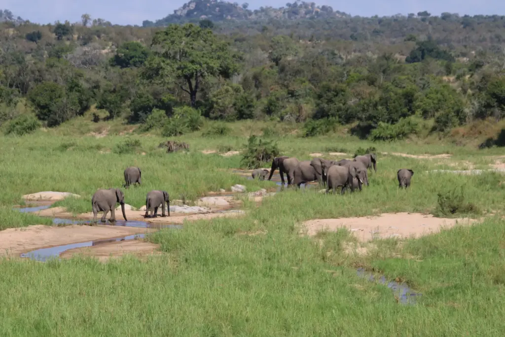 Herd of elephants beside a river during a safari in Kruger National Park, South Africa.