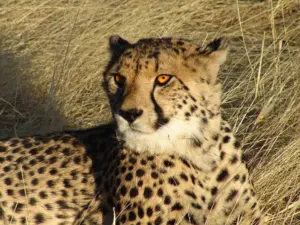 Guepardo en una reserva de fauna africana