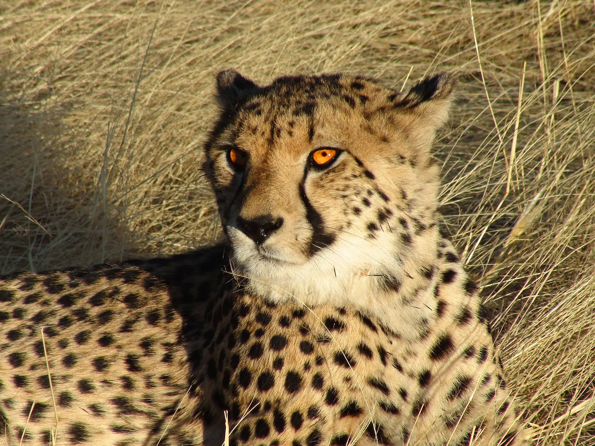 Guepardo en una reserva de fauna africana