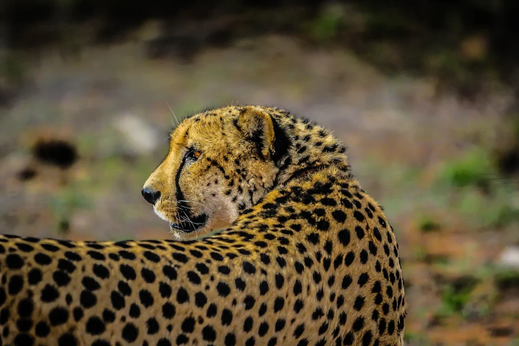 Guepardo fotografiado en Hoedspruit, cerca de HESC Hoedspruit