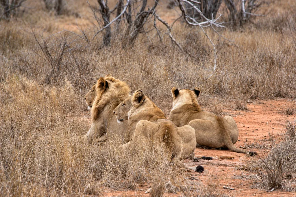 Leones durante un safari en el Kruger National Park