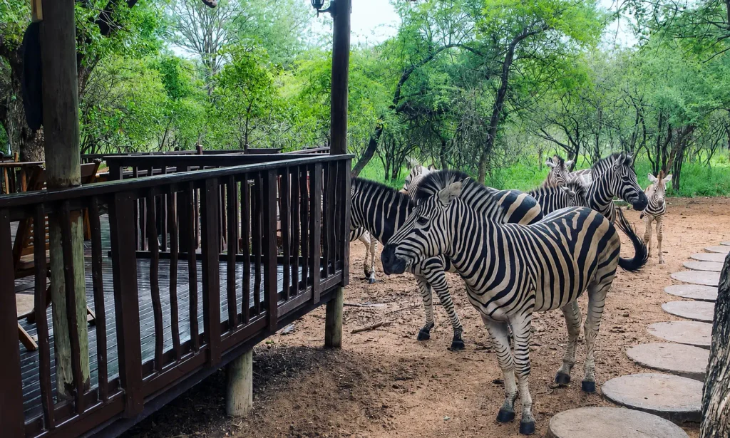 Zebras beside accommodation in Marloth Park near Kruger National Park